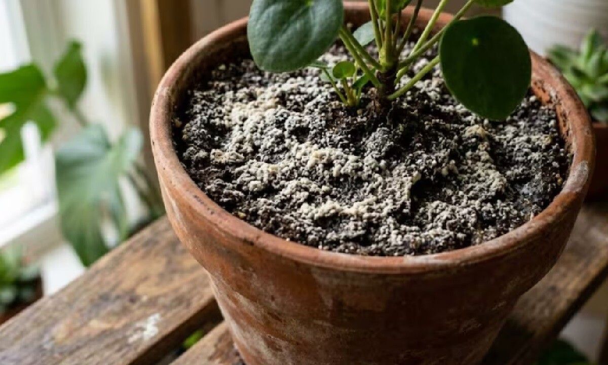 Capa blanca en macetas: causas y soluciones para plantas