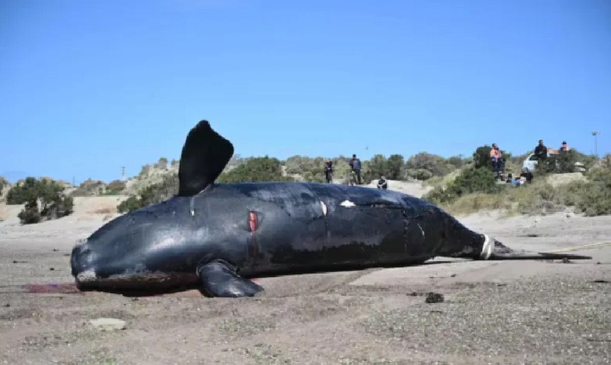 Hallan cuatro ballenas muertas en Puerto Madryn en 24 horas