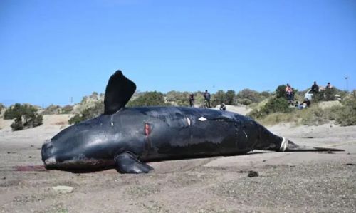 Hallan cuatro ballenas muertas en Puerto Madryn en 24 horas